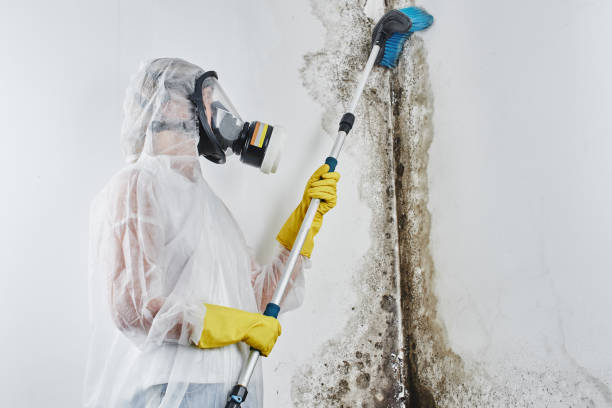Best Preventive Mold Services in Ramapo College Of New Jersey, NJ