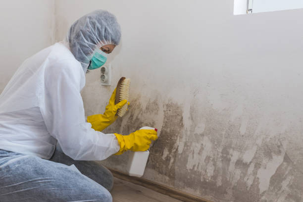 Best Black Mold Remediation in Ramapo College Of New Jersey, NJ